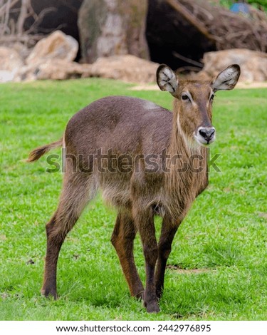 a photography of a deer standing in a field of grass.