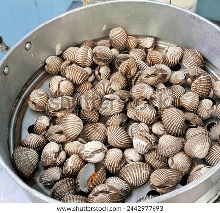 a photography of a bucket full of clams sitting on a table. Royalty-Free Stock Photo #2442977693