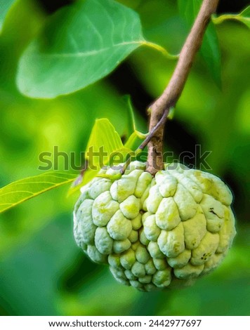 a photography of a fruit on a tree branch with leaves.