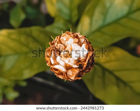 Close-up photo of flowers, blooming flower background picture, flower in the garden.Double white jasmine, Thai jasmine