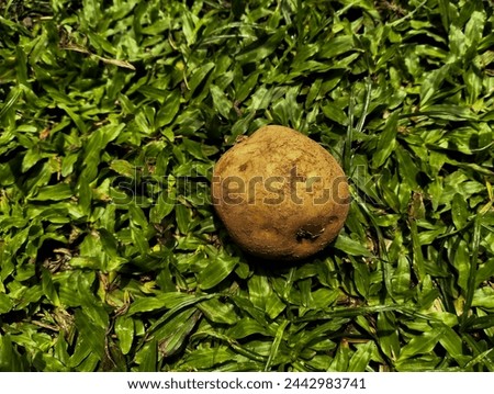 A small potatoe on the grass
