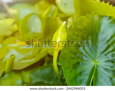 Close-up photo of flowers, blooming flower background picture, flower in the garden.Close-up of lotus buds waiting to bloom