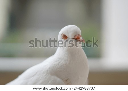 A white dove is standing and looking at the camera in close up mode and blurred background