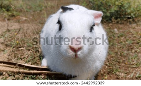 Cute white rabbit grazing in the field, white rabbit coming in front picture