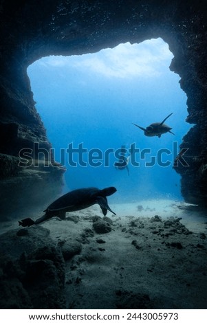 A female free diver observes two Pacific green sea turtles entering an underwater sea cave in the clear blue waters of Hawaii. Model release provided.