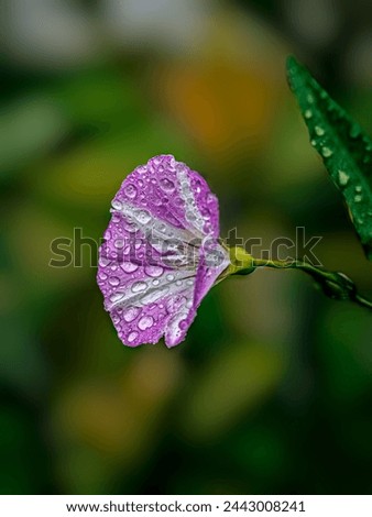 Bindweed. Beautiful flower with blur background. Bindweed with blur background