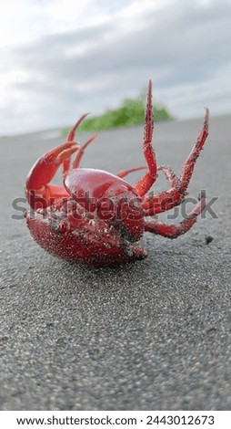 red crab lying on the sand on the seashore