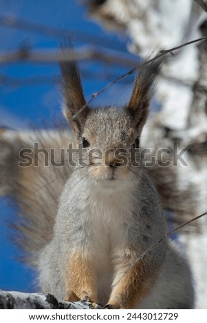 Portrait of a dissatisfied squirrel