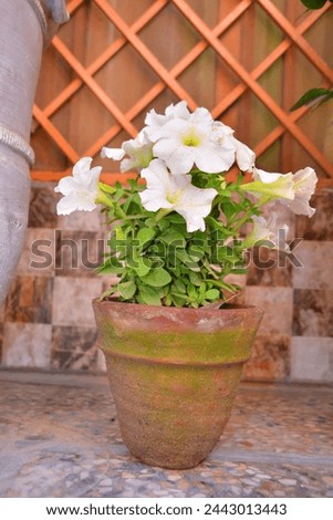 A Picture of white flowers. A flower pot with Flowers