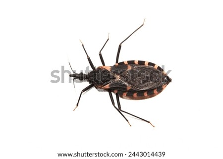 Eastern Bloodsucking Conenose Kissing Bug insect (Triatoma sanguisuga) isolated on white, dangerous Chagas disease, pest control nature Springtime dorsal. Royalty-Free Stock Photo #2443014439