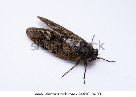 Pictures of cicadas with brown wings on a white background.