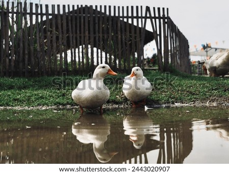 Two call ducks are playing in the farm