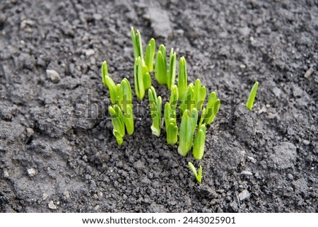 Young shoots of daffodils in a spring garden. Fresh spring sprouts. Royalty-Free Stock Photo #2443025901
