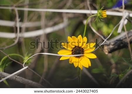 
In the picture, a solitary sunflower stands tall amidst a sea of lush greenery. Its vibrant yellow petals, arranged in a perfect spiral, bask in the warm sunlight.