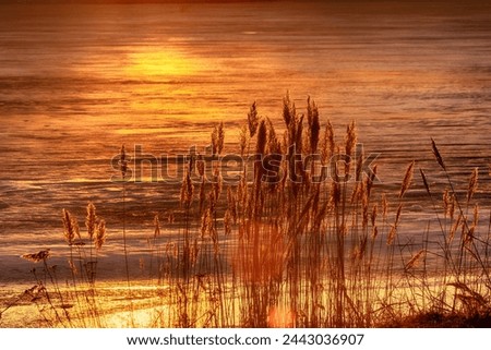 North-eastern European river after frosty winter. Ice began to melt, ice is saturated with meltwater. Morning sun colors ice surface, sunny path. Panicles of reed glow in rays of sun Royalty-Free Stock Photo #2443036907