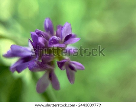 Close up picture of Alfalfa flower.
