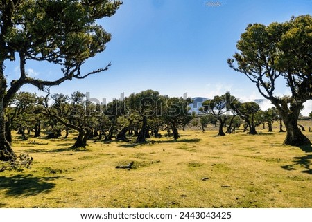 The photo captures the picturesque landscape of Fanal in Madeira, with its iconic ancient laurel trees characterized by twisted branches and lush crowns, illustrating the artistry of nature.