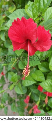 hibiscus flower
The flowers are trumpet shaped and range in colours of red, orange, yellow, pink or purple. There are five or more petals in a Hibiscus flowe
