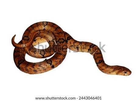 The picture below is a non-venomous, harmless snake, but it has very sharp teeth.