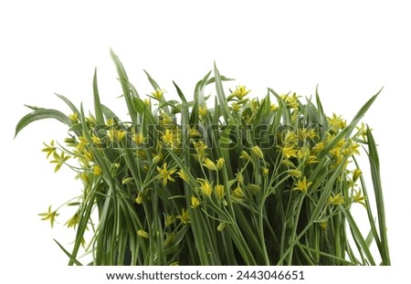 First spring forest flowers Yellow star-of-Bethlehem isolated on white background. Small, yellow wild flowers Gagea lutea on white.