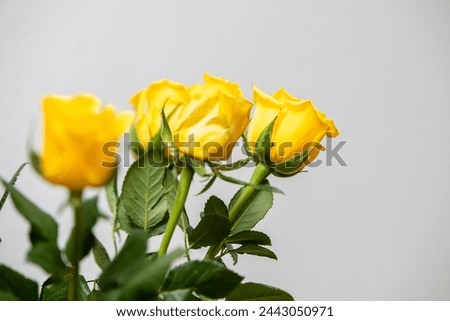 A collection of yellow roses, small bouquet of flowers, consisting of yellow roses. Petals of same color