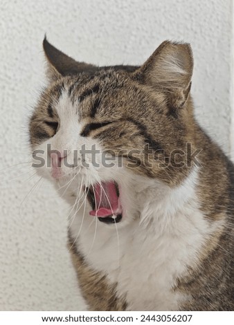 Picture of a stray cat yawning during the day time.