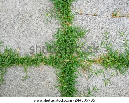grass on concrete background