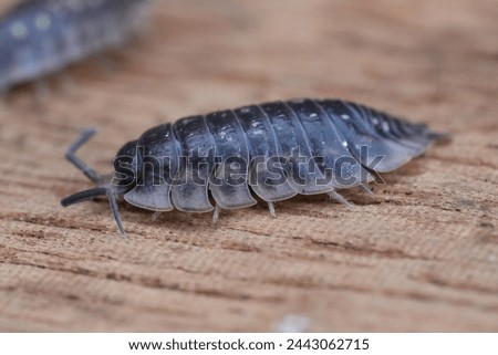Natural closeup on a common shiny woodlouse, Oniscus asellus sitting on wood