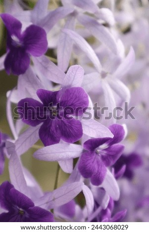 pink white purple  colorful flowers 