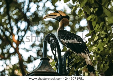 Great Cambodian Hornbill perched on a tree in low angle view.