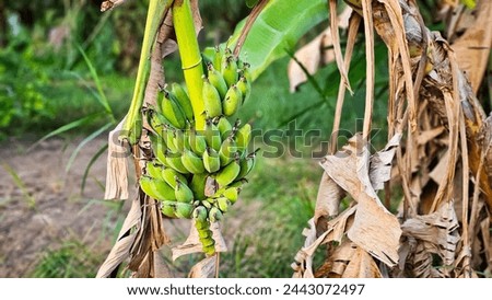 A Bunch of bananas on banana tree. Big bunch of bananas on the tree in the garden background. Bunch of bananas growing on a banana tree Stock Photo. Unripe bananas on the tree	