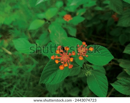 Chicken dung, saliara or tembelekan plants with green leaves and red flowers