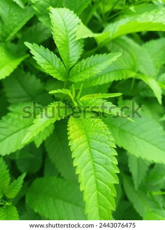 green leaf background picture.. 🌿