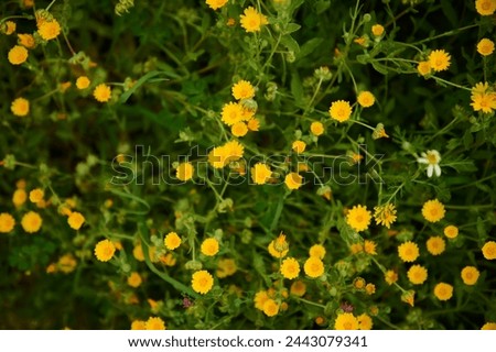 Floral background with medicinal calendula flowers in the field in the meadow in mountains. Medicinal plants and flower growing in wild nature. Nature background. Herbal medicine. View from above