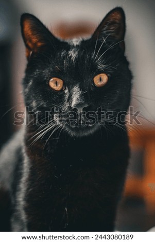 "Photo of a black cat with green eyes."