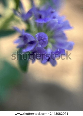 Close up picture of Alfalfa flower.