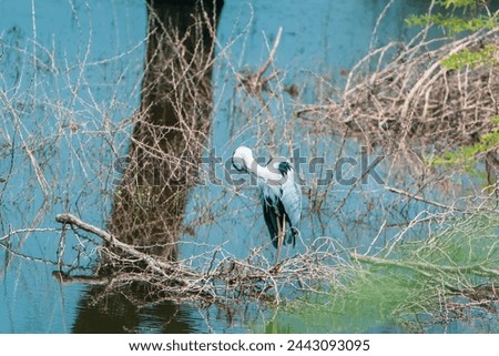 beautiful photograph of bird sanctuary grey heron perched tree branches pond lake turquoise blue water tropical country thorn plants reflection calm tourism wallpaper natural scenery wetlands mangrove