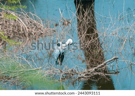 beautiful photograph of bird sanctuary grey heron perched tree branches pond lake turquoise blue water tropical country thorn plants reflection calm tourism wallpaper natural scenery wetlands mangrove