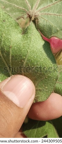 naturally_Aphid On leaf of Green Plant 