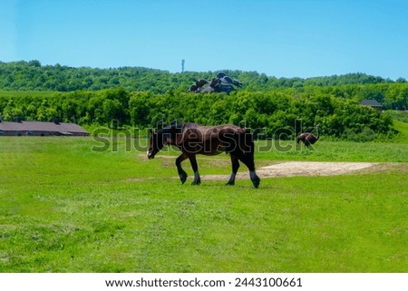 A horse eats grass in a park under the open sky on a sunny, beautiful, good day. Kudykina Gora Park, Lipetsk region, Zadonsky district, Kamensky village council, Kudykina Gora natural park.