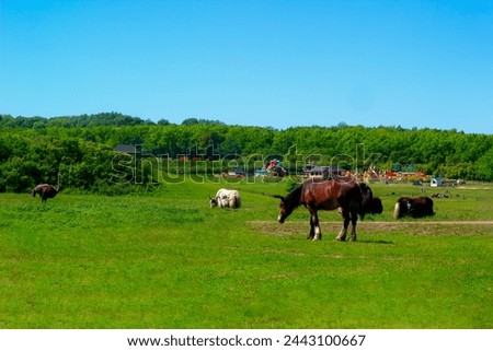 A horse eats grass in a park under the open sky on a sunny, beautiful, good day. Kudykina Gora Park, Lipetsk region, Zadonsky district, Kamensky village council, Kudykina Gora natural park.