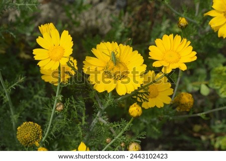 A flower on which a moth is sitting, Picture of a Glebionis segetum plant. beautiful Glebionis segetum corn marigold corn daisy flower blooms