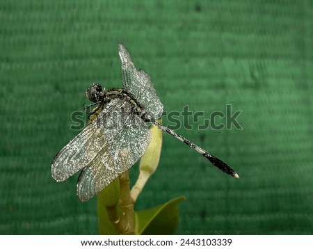 Orthetrum sabina feeds on flowering plants in the garden. A type of dragonfly insect that can fly quickly and has transparent wings. It has the local name green sambar dragonfly. Close up photo