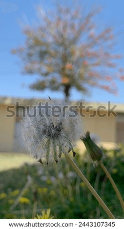 Common Dandelion Plant picture from chakwal pakistan