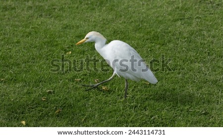 The western cattle egret (Bubulcus ibis) is a species of heron (family Ardeidae) found in the tropics. Fauna of the Sinai Peninsula. Royalty-Free Stock Photo #2443114731