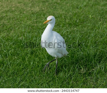 The western cattle egret (Bubulcus ibis) is a species of heron (family Ardeidae) found in the tropics. Fauna of the Sinai Peninsula. Royalty-Free Stock Photo #2443114747