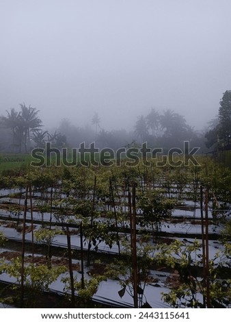 the chili plantations were all wet because the rain had just passed and still left a misty, cold air.