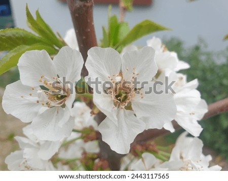 Cherry blossom,  cherry tree with flowers, 