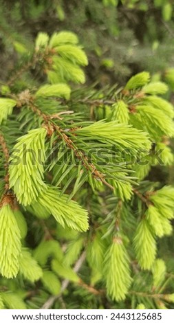 Fir green branches, fresh needles, fresh foliage, bloom, macro. Spring beauty of nature