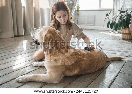 girl combing the hair of her labrador dog. Grooming undercoat dogs. Labrador retriever. Concept hygiene and care for dogs. Problem spring molt pet. Royalty-Free Stock Photo #2443125929